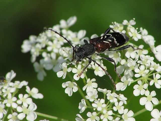 tesa��k Anaglyptus mysticus