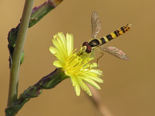pest�enka psan�