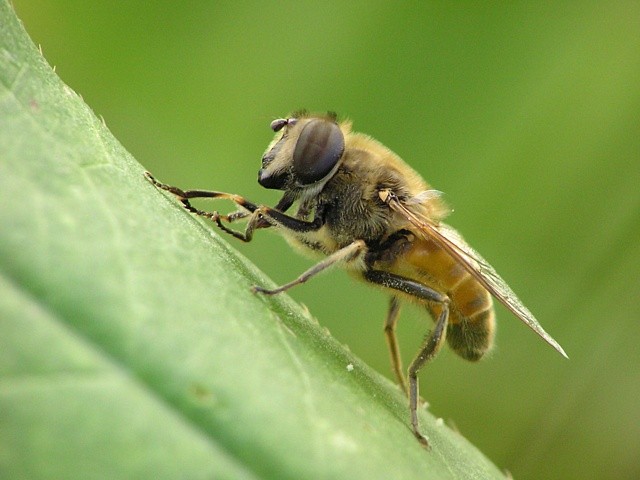 pest�enka