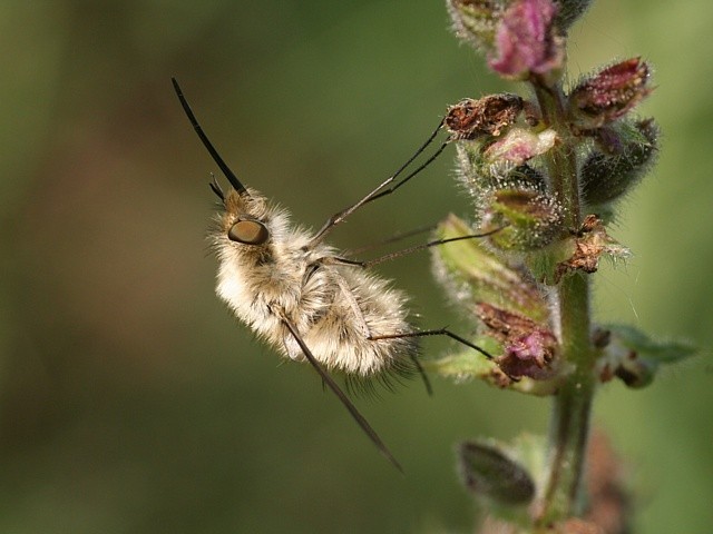 dlouhososka