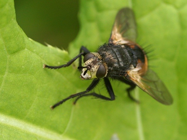 kuklice