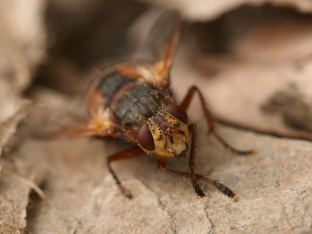 kuklice