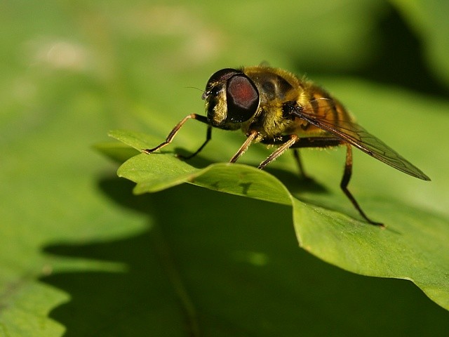 pest�enka
