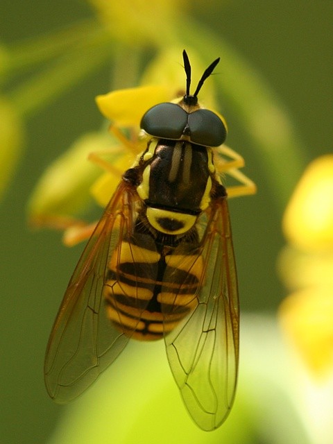 pest�enka