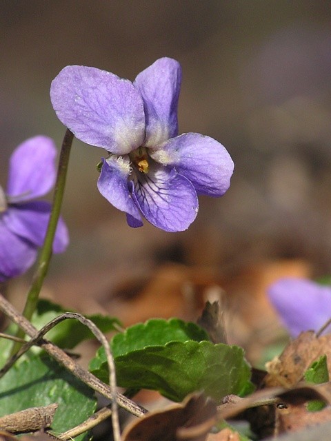 violka lesn�