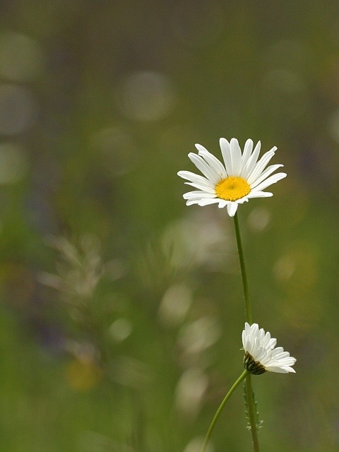 kopretiny