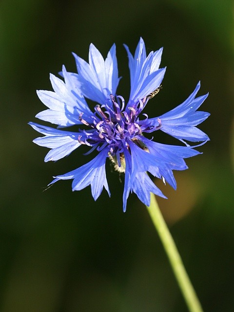 chrpa