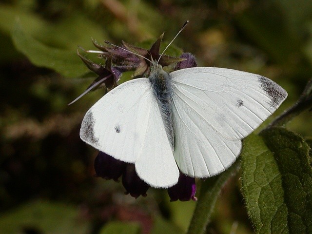 b�l�sek �epov�