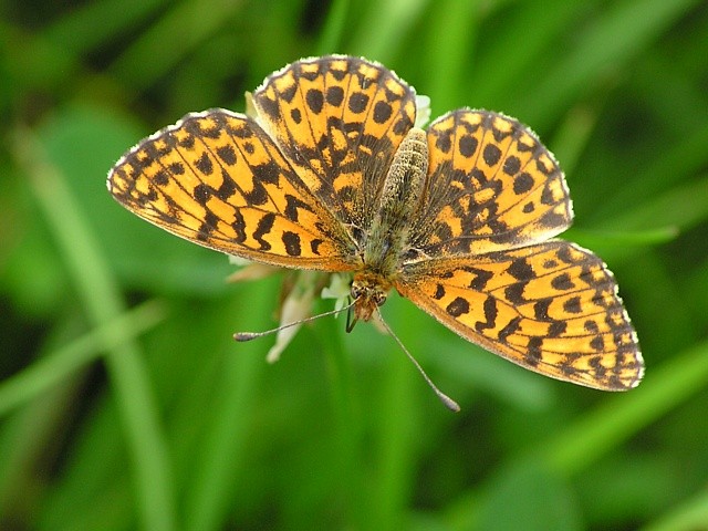 perle�ovec nejmen��