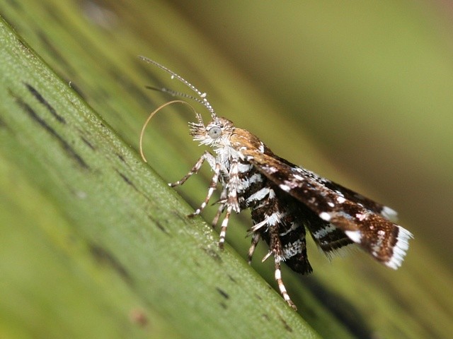 molovenka Prochoreutis sehestediana