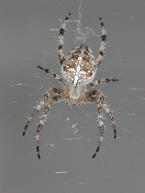 křižák obecný křižák obecný