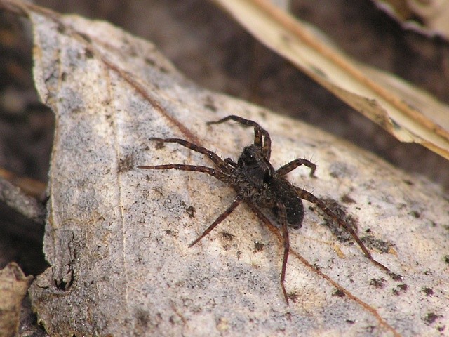 sl���k Pardosa sp.