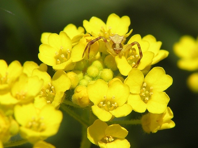 b�n�k kv�tomiln� Thomisus onustus