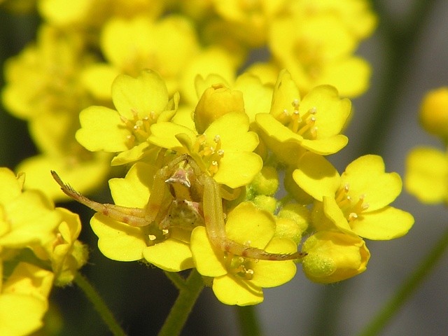 b�n�k kv�tomiln� Thomisus onustus