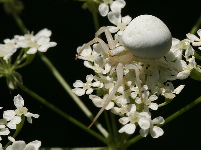 b�n�k kopretinov� Misumena vatia