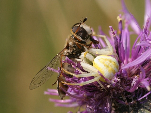 b�n�k kopretinov� Misumena vatia