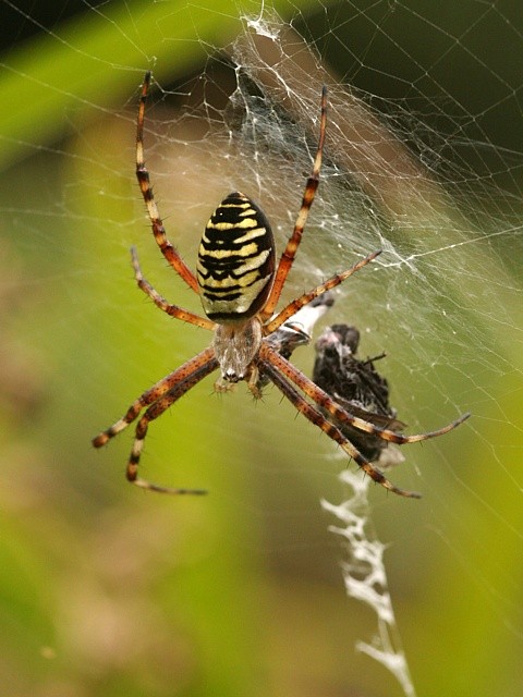 k�i��k pruhovan� Argiope bruennichi