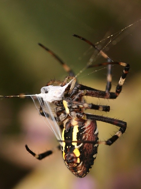 k�i��k pruhovan� Argiope bruennichi