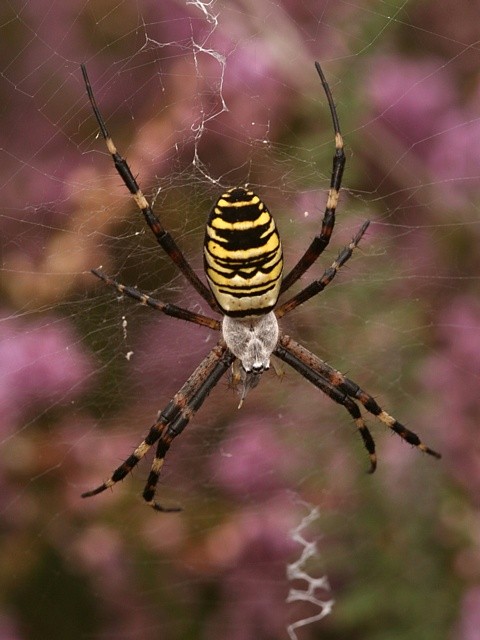 k�i��k pruhovan� Argiope bruennichi