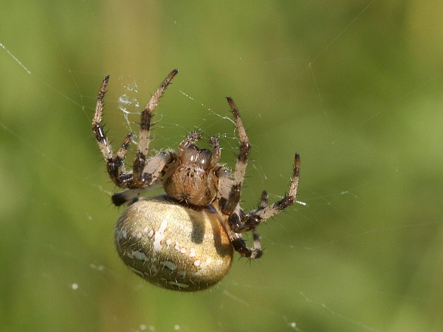 k�i��k �ty�skvrnn� Araneus quadratus