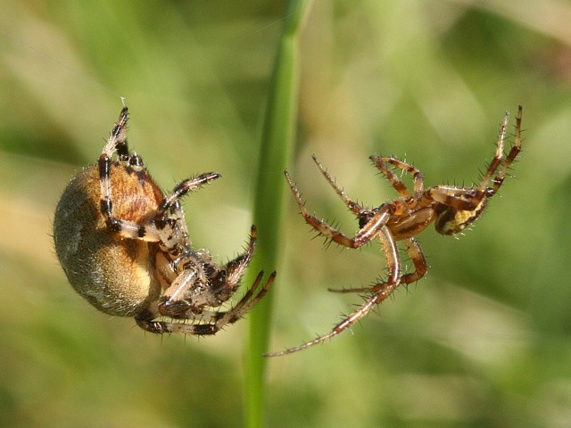 p��en� k�i��k� �ty�skvrnn�ch Araneus quadratus