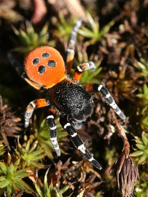 stepn�k rud� Eresus cinnaberinus
