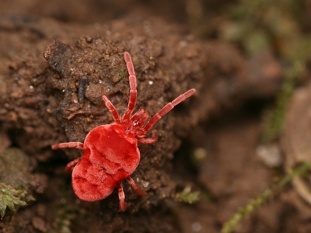 sametka rud� Trombidium holosericeum