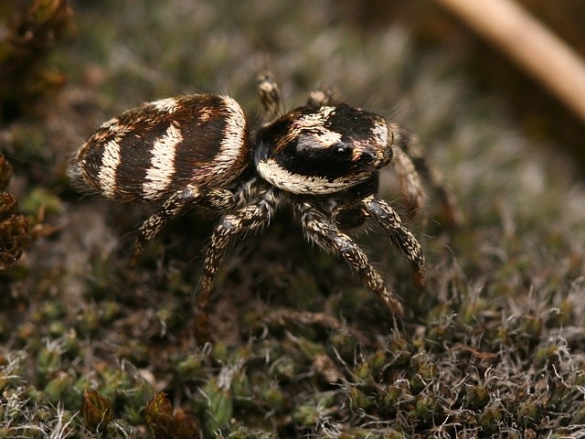 sk�kavka pruhovan� Salticus scenicus