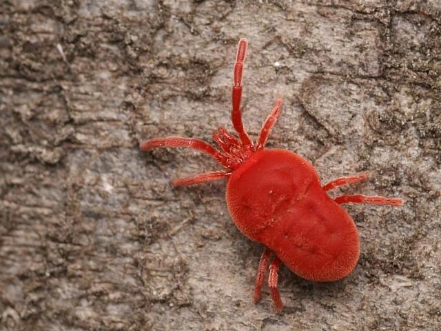 sametka rud� Trombidium holosericeum