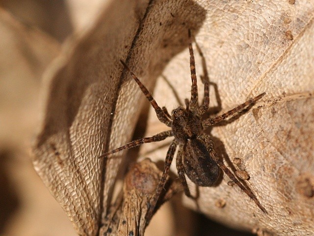 slk Pardosa sp.