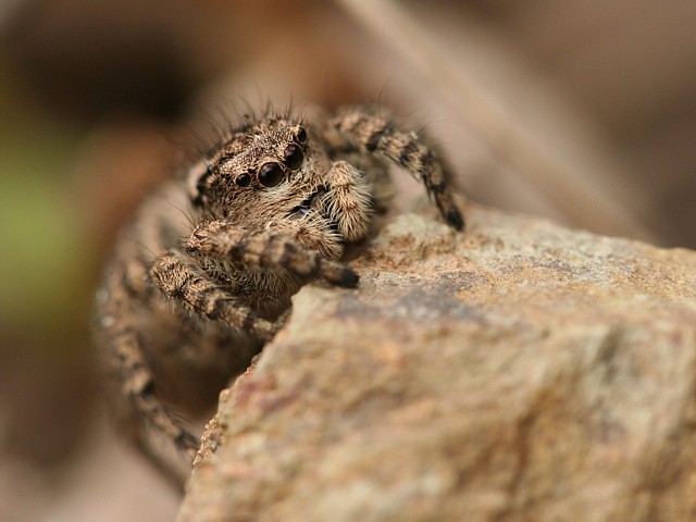 skkavka znamenan Aelurillus v-insignitus