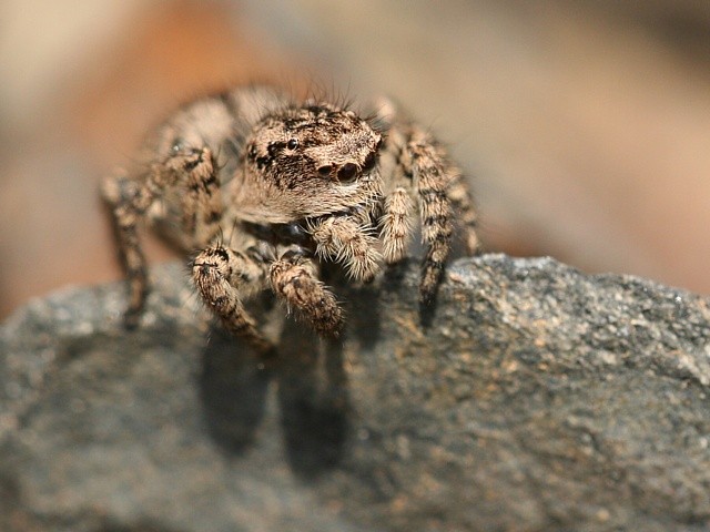 skkavka znamenan Aelurillus v-insignitus