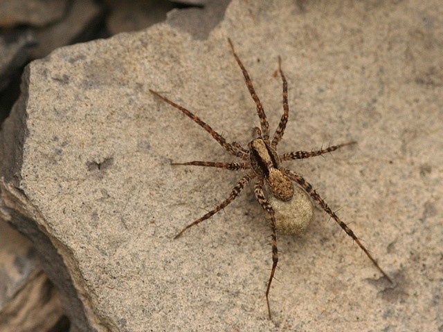 samice sl���ka Pardosa sp. s kokonem