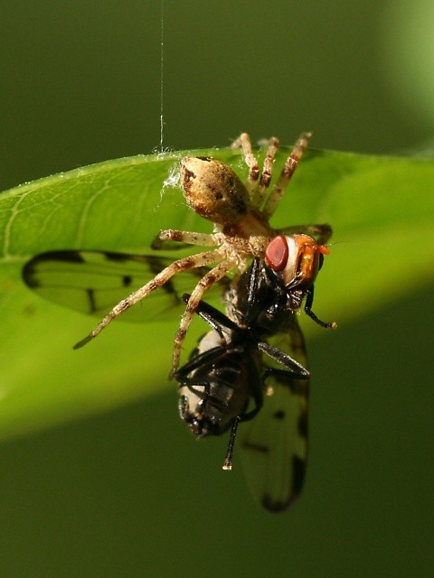 listovn�k Philodromus sp.