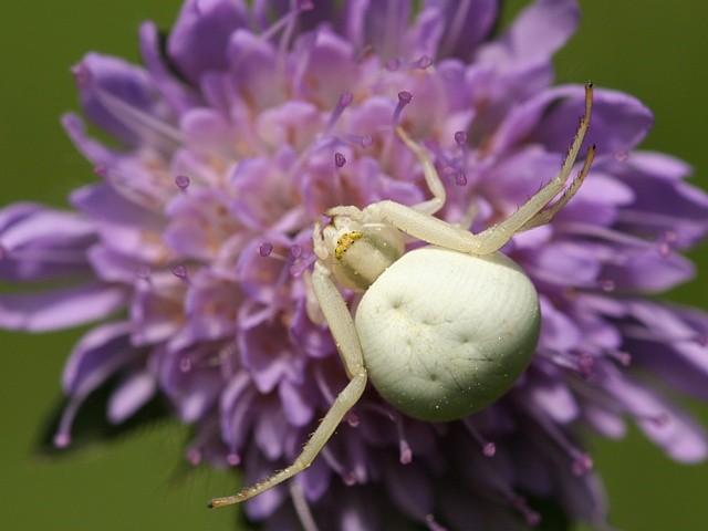 b�n�k kopretinov� Misumena vatia