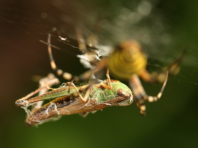 k�i��k pruhovan� Argiope bruennichi