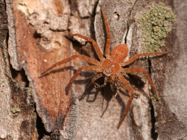 listovn�k Philodromus sp.