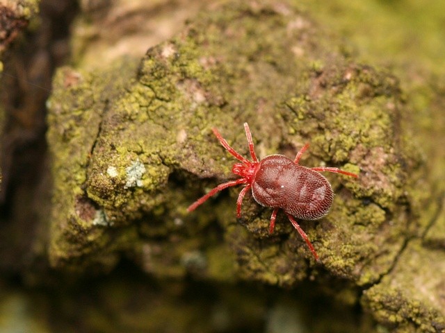 sametka rud� Trombidium holosericeum