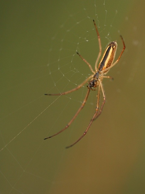 �elistnatka Tetragnatha sp.