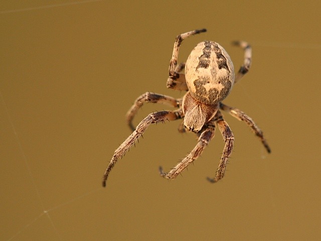 k�i��k r�kosn� Larinioides cornutus