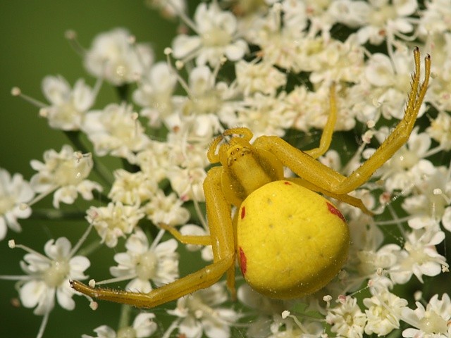 b�n�k kopretinov� Misumena vatia