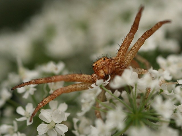 b�n�k Xysticus sp.
