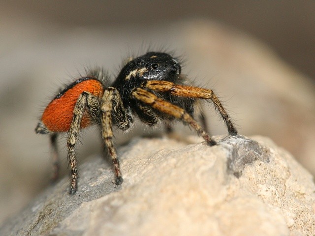 sk�kavka rudop�s� Philaeus chrysops