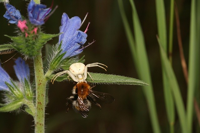 b�n�k kopretinov� Misumena vatia