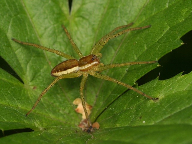lov��k vodn� Dolomedes fimbriatus