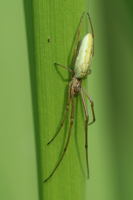 �elistnatka Tetragnatha sp.