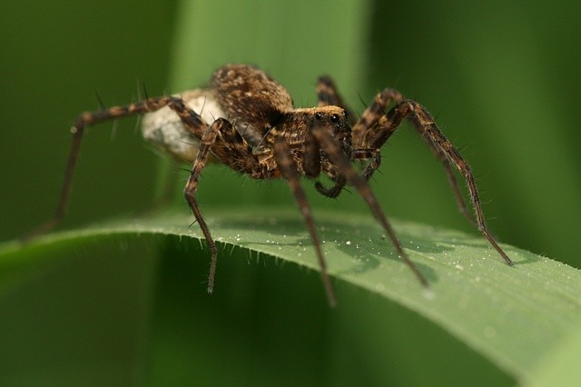 sl���k Pardosa sp.