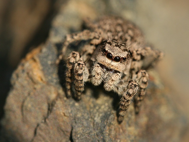 sk�kavka znamenan� Aelurillus v-insignitus