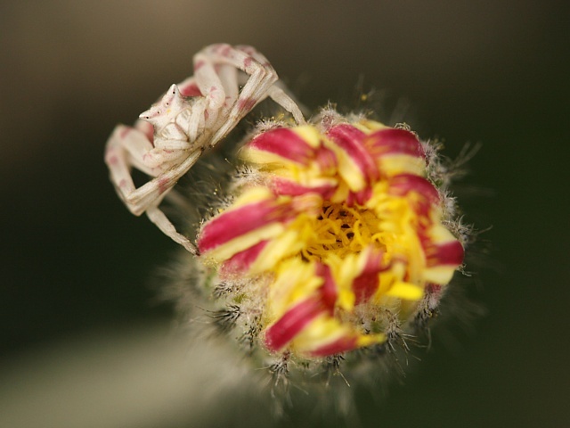 b�n�k kv�tomiln� Thomisus onustus