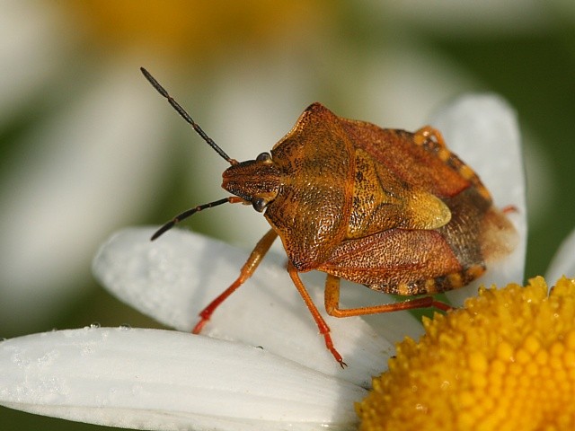 kn�ice Carpocoris purpureipennis